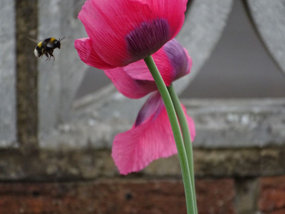 Bee - June 2020