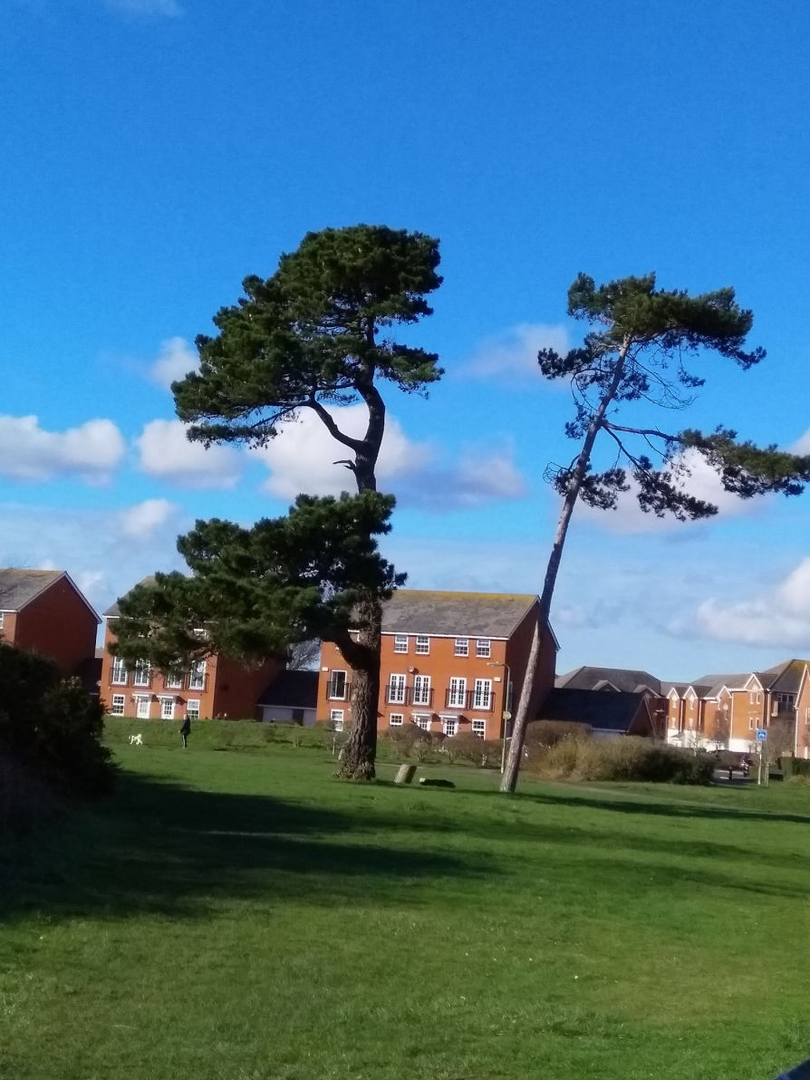 Trees